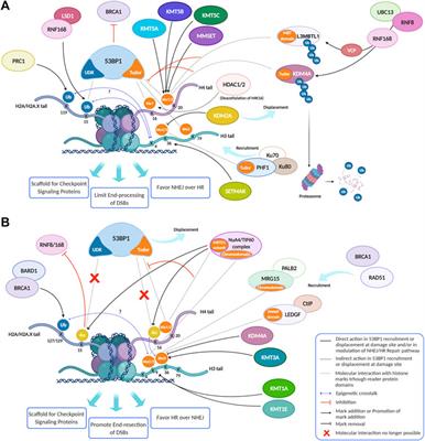 Corrigendum: The Role of Histone Lysine Methylation in the Response of Mammalian Cells to Ionizing Radiation